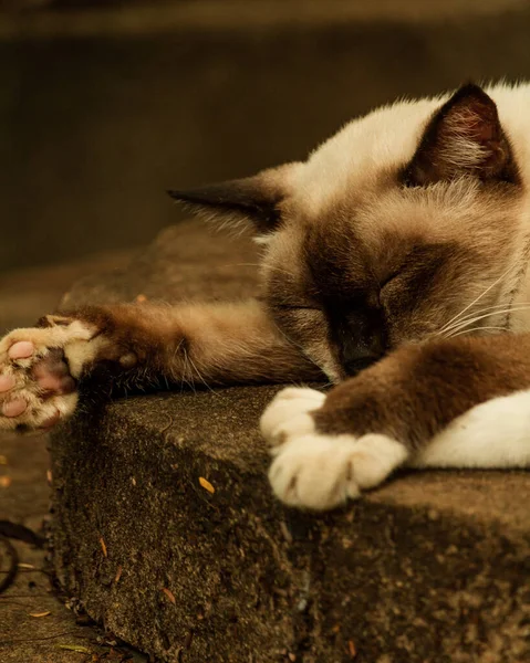 Vertical Closeup Shot Sleeping Siamese Cat — 图库照片