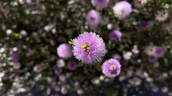 Měkké Ohnisko Růžových Okázalých Medových Květů Kvetoucích Zahradě — Stock fotografie