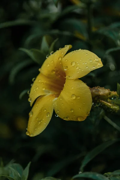 Pionowe Zbliżenie Strzał Mokrego Złotego Kwiatu Trąbki — Zdjęcie stockowe