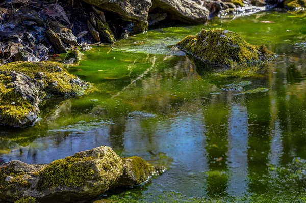 Zelená Zářící Řeka Mechem Parku — Stock fotografie