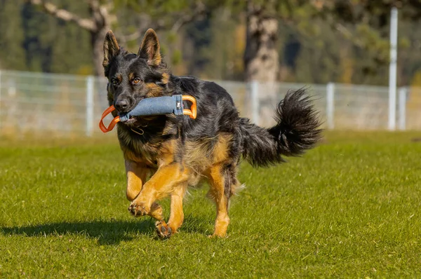 Closeup German Shepherd Dog Playing Green Park — Stock Photo, Image