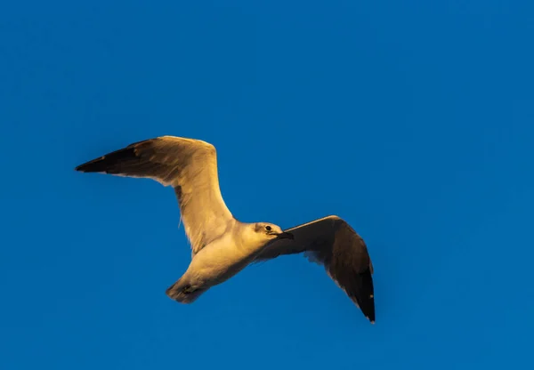 Een Lage Hoek Opname Van Een Witte Albatros Vliegen Met — Stockfoto