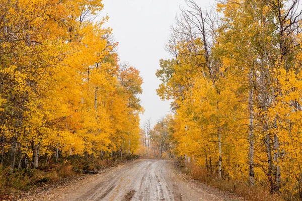 Droga Wyłożona Pięknymi Jesiennymi Drzewami Lesie Narodowym Medicine Bow Wyoming — Zdjęcie stockowe