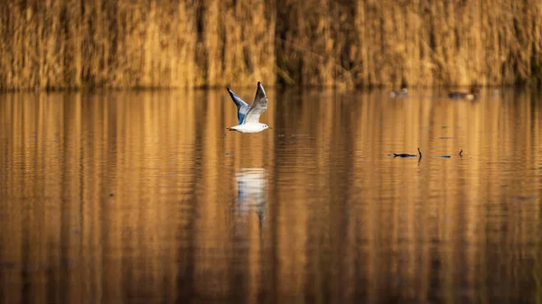 Beau Cliché Oiseau Sur Lac — Photo