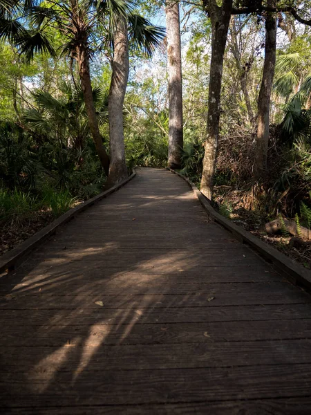 Vertical Shot Boardwalk Surrounded Tropical Trees Plants — Stockfoto
