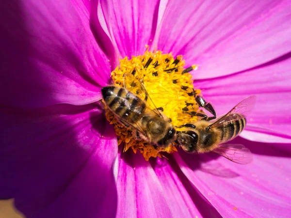 Egy Közeli Kép Méhekről Egy Rózsaszín Kozmikus Bipinnatus Virágon Ami — Stock Fotó