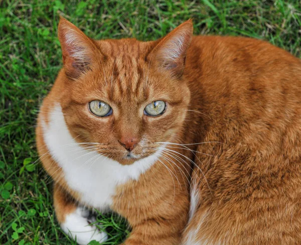 귀여운 오렌지색 고양이 — 스톡 사진