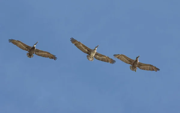 Een Lage Hoek Opname Van Drie Pelikanen Die Vliegen Met — Stockfoto