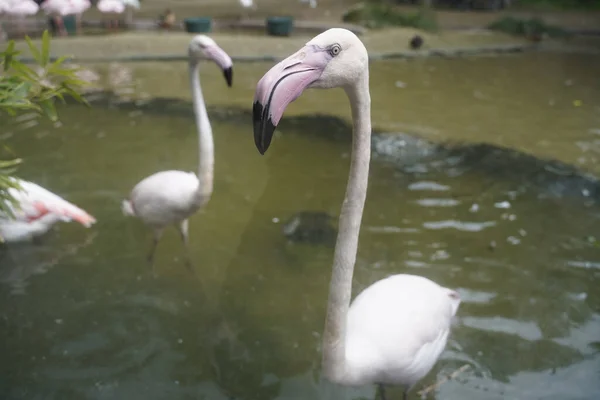 Egy Közeli Felvétel Egy Flamingóról Tóban — Stock Fotó