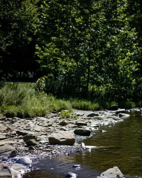 Plano Vertical Río Con Árboles — Foto de Stock