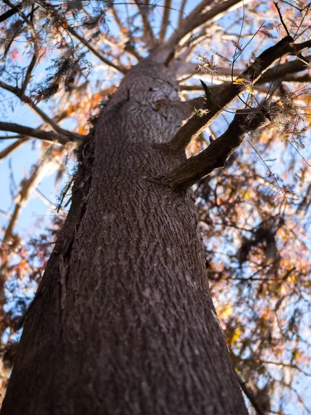 Eine Vertikale Low Winkelaufnahme Eines Baumes Mit Hellem Himmelshintergrund — Stockfoto