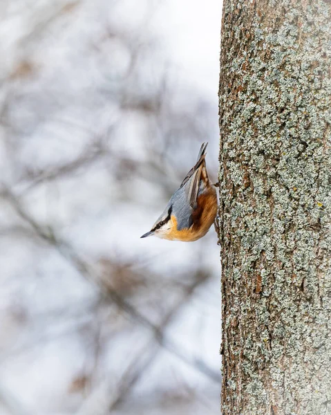 Tiro Vertical Pássaro Nuthatch Uma Árvore Uma Floresta Nevada — Fotografia de Stock