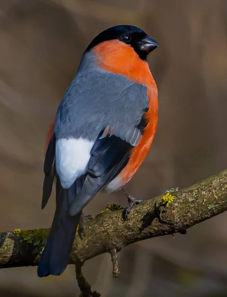 Shallow Focus Pyrrhula Bird Branch — Stock Photo, Image