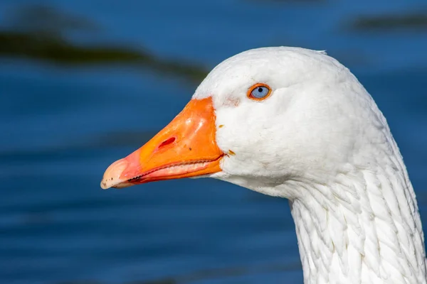 Gros Plan Une Oie Des Neiges Fond Flou — Photo