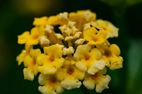 黄色のゼラニウムの花のクローズアップショット — ストック写真