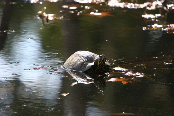 Крупним Планом Черепаха Плаває Озері — стокове фото
