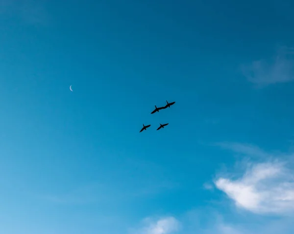Repülő Madarak Sziluettjei Égen — Stock Fotó