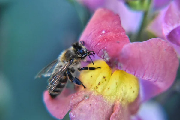 Una Abeja Recogiendo Polen Una Flor Rosa — Foto de Stock