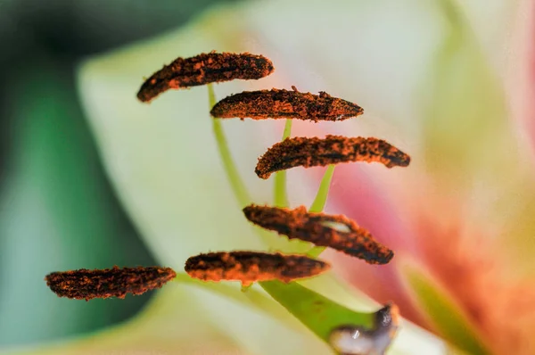 庭のユリの花の雌しべの閉鎖 — ストック写真