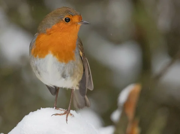 Close Robin Empoleirado Neve Erithacus Rubecula Newcastle Tyne Inglaterra — Fotografia de Stock