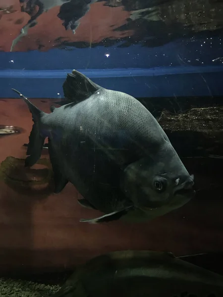 水中のタンバキの魚の垂直ショット — ストック写真