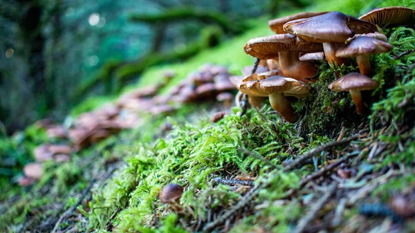 Closeup Shot Bunch Mushrooms Forest Day — Stock Photo, Image