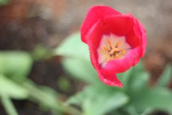 Plan Sélectif Une Tulipe Rouge Poussant Dans Jardin — Photo