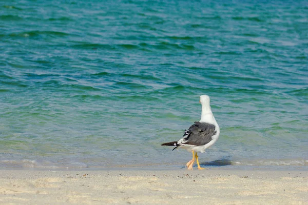 Una Gaviota Una Playa Arena Cerca Del Océano — Foto de Stock