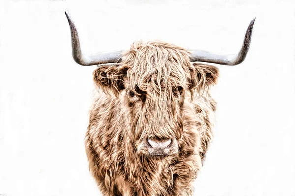 Highland Szarvasmarha Elszigetelt Fehér Háttér — Stock Fotó