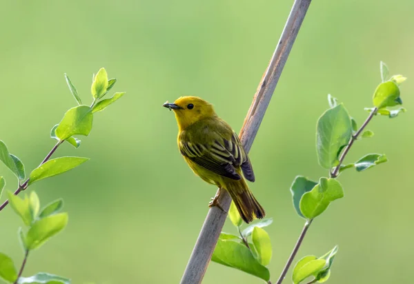 Een Close Shot Van Een Prachtige Gele Warbler Vogel Een — Stockfoto