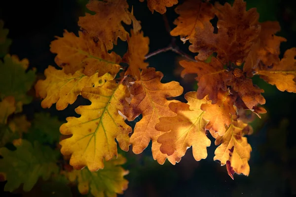 Zbliżenie Pięknych Jesiennych Liści Liście Dębu — Zdjęcie stockowe