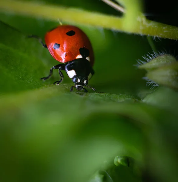 Gros Plan Une Coccinelle Sur Une Plante Dans Une Forêt — Photo