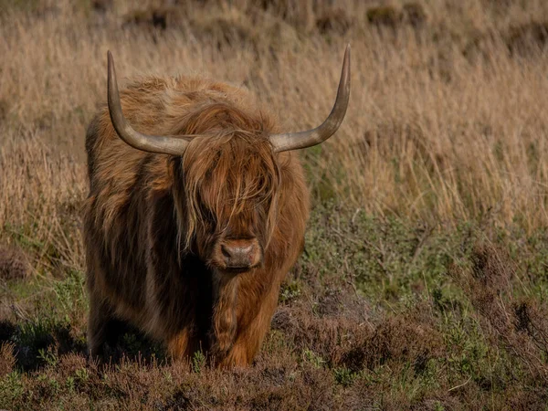 Highland Cow West Coast Scotland Isle Mull — Stock Photo, Image