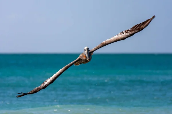 Close Pelicano Marrom Galápagos Voando Acima Mar Dia Ensolarado Aruba — Fotografia de Stock