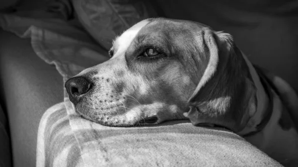 Zbliżenie Ujęcie Ślicznego Angielskiego Foxhound Skali Szarości — Zdjęcie stockowe