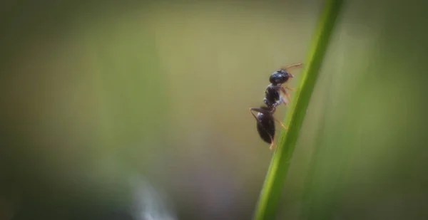 在模糊的背景下 一只蚂蚁在森林的草地上的特写镜头 — 图库照片