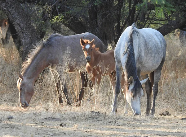 Beau Cliché Chevaux Sauvages Arizona Ferme — Photo