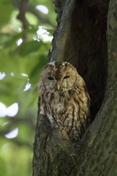 Gros Plan Une Chouette Sur Arbre Avec Fond Flou — Photo