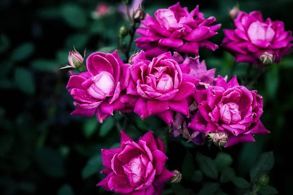 Egy Közeli Kép Egy Csomó Rózsaszín Virágról Kertben Napközben — Stock Fotó