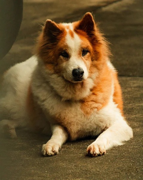 Plan Vertical Chien Blanc Orange Dans Rue — Photo