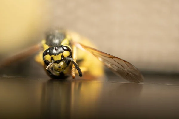 Крупный План Пчелы Размытом Фоне — стоковое фото