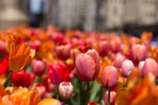 Eine Selektive Fokusaufnahme Schöner Tulpen Die Garten Wachsen — Stockfoto