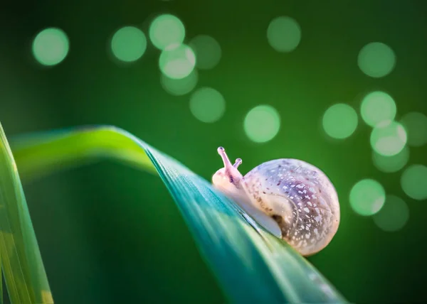 Gros Plan Escargot Rampant Sur Feuille — Photo