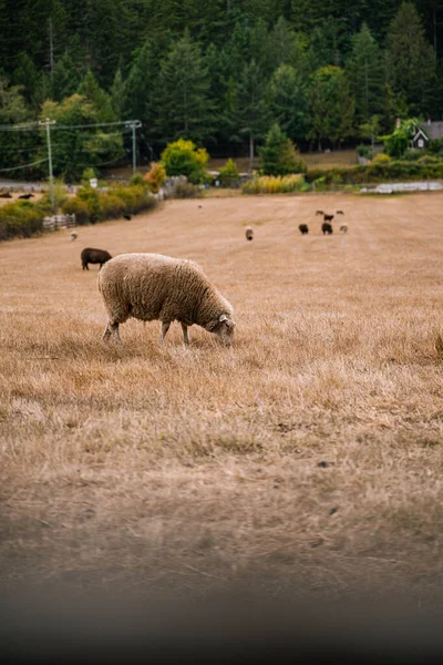 Una Oveja Granja Durante Día — Foto de Stock