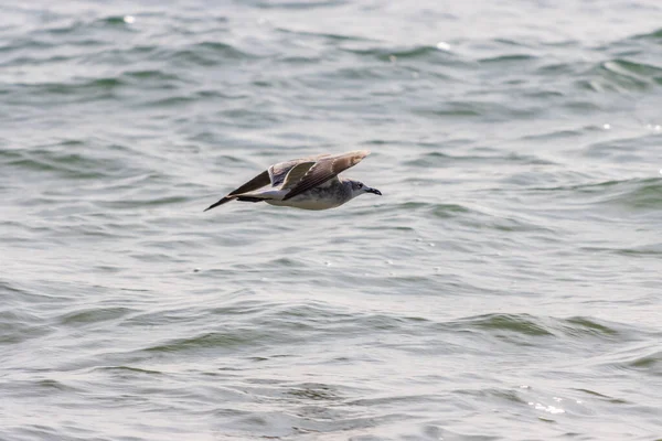 Une Mouette Unique Volant Avec Des Ailes Ouvertes Dessus Mer — Photo