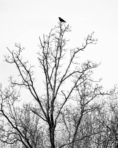 Eine Vertikale Aufnahme Eines Vogels Auf Einem Baum — Stockfoto