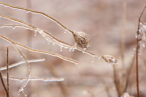 凍結乾燥植物の選択的な焦点ショット — ストック写真