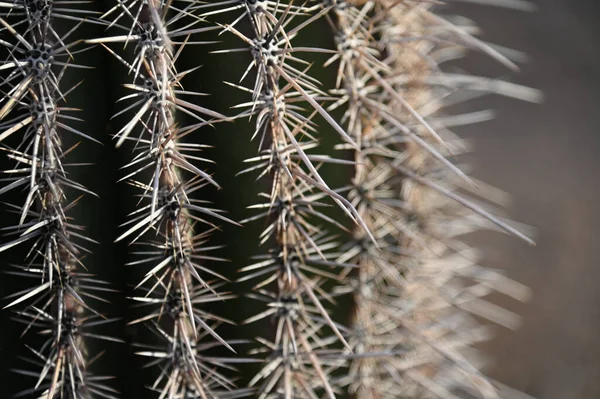 Ένα Κοντινό Πλάνο Του Barrel Cactus — Φωτογραφία Αρχείου