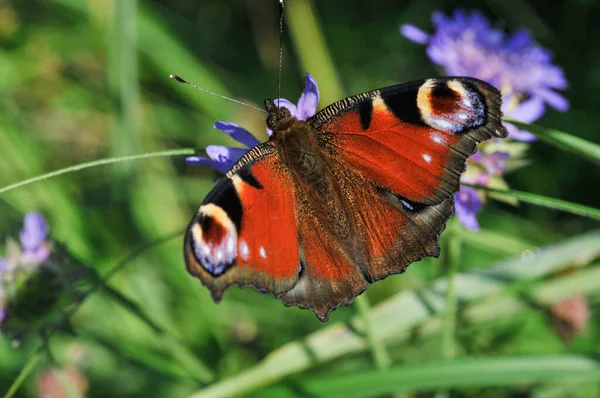 Zbliżenie Motyla Pięknych Purpurowych Kwiatach — Zdjęcie stockowe
