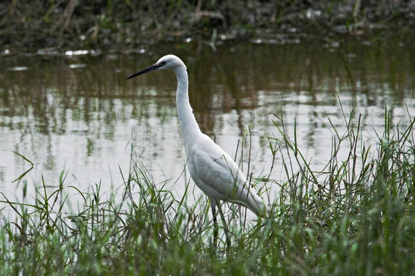 Closeup Shot White Heron Lake Day — 图库照片